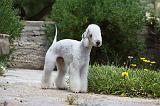 BEDLINGTON TERRIER 010